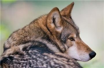 Hat der Wolf erneut Rinderherden im Cuxland attackiert?