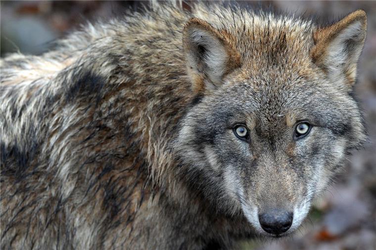 Rind in Bülkau gerissen - war es der Wolf? Hat der Wolf wieder zugebissen? Diesmal starb ein Jungrind in Bülkau.