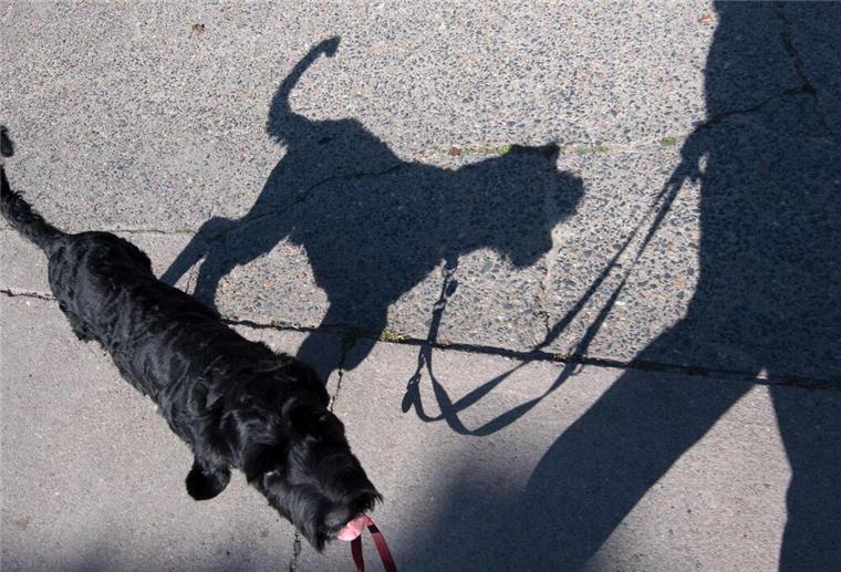 Ein Hund läuft an einer Leine und wirft dabei einen Schatten.