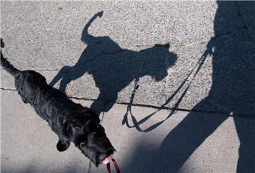 Ein Hund läuft an einer Leine und wirft dabei einen Schatten.