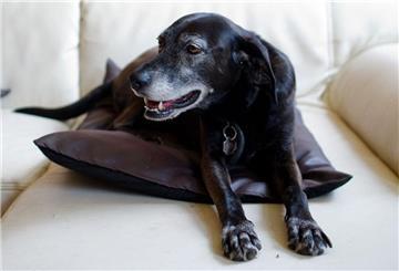Ein schwarzer Hund sitzt auf einem Sofa. 