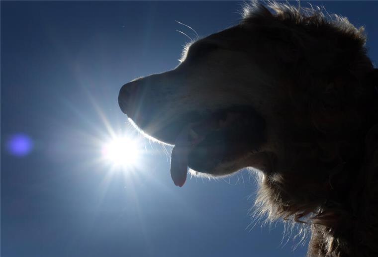 Hechelt ein Hund extrem stark. 