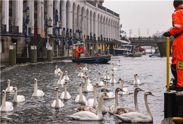 Helfer treiben mit einem Boot die Schwäne auf der der Kleinen Alster zusammen