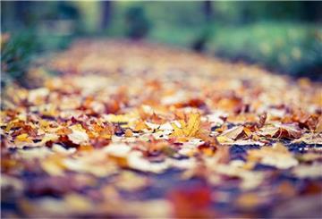 Herbstlaub ist nicht nur schön, es birgt auch Gefahr.