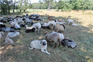 Herdenschutzhunde schützen Schafe in der Region vor Wolf, Fuchs, Marderhund und sonstigen Eindringlingen.