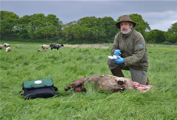 Hermann Kück wird künftig keine Wolfsrisse mehr aufnehmen. Er ist von seinem Ehrenamt als Wolfsberater zurückgetreten.
