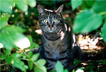Eine Katze steht in einem Busch.