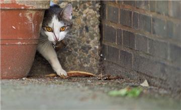 Herrenlose Katzen vermehren sich unkontrolliert. Eine Kastrationspflicht auf Kreisebene hält die Verwaltung dennoch nicht für nötig.