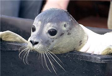 Heute morgen war es für die Heuler soweit: Die ersten zwei aufgezogenen Heuler wurden in der Nordsee in der Nähe von wild lebenden Seehunden ausgesetzt.