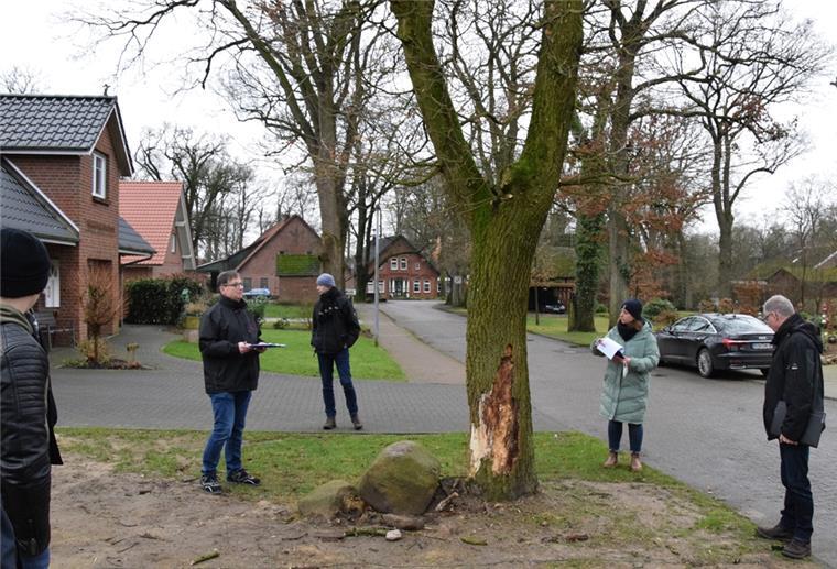 Hier in Haaßel fiel die Entscheidung nicht schwer, einen absterbenden Baum demnächst fällen zu lassen und ihn mit einer neuen Eiche zu ersetzen.