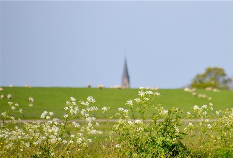 Hier ragt der Langwarder Kirchturm über den Butjadinger Deich. Die Gemeinde kann mit viel Landschaft und Natur punkten - auch ohne Biosphärenregion, meinen diejenigen, die einen Beitritt ablehnen.
