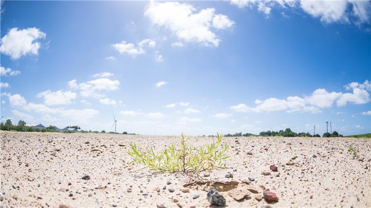 Sandfläche mit kargem Bewuchs.