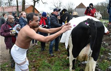 Hindu Priester Prasad Agilandam betet in Bremen neben der Kuh Madel von Landwirt Frank Imhoff.