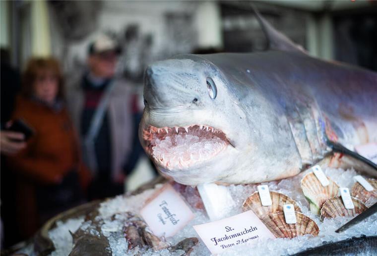 Ganz schön fischig! Bilder der Fischparty im Fischereihafen Bremerhaven Hingucker: Ein Prachtexemplar eines Heringshais thront über allen Meerestieren auf dem Fischbett.