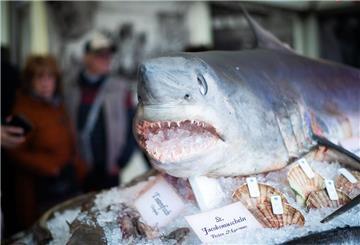 Hingucker: Ein Prachtexemplar eines Heringshais thront über allen Meerestieren auf dem Fischbett.
