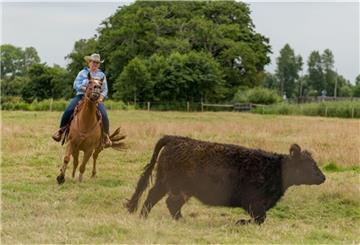 Hjördis Plate aus Otterndorf zu Pferd schaut bei ihren Galloways nach dem Rechten.