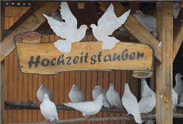 Hochzeitstauben in Voliere