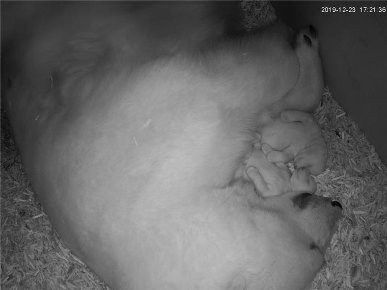 Hoffentlich können die beiden Eisbären-Babys im Zoo am Meer in Bremerhaven auch an Silvester ruhig schlafen.