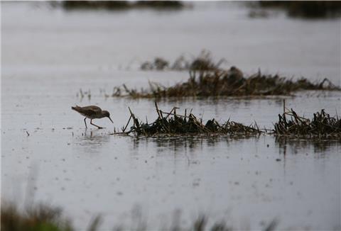 Hohe Pegelstände machen den Bodenbrütern im Deichvorland und auch im Langwarder Groden zu schaffen. Dort werden große Bereiche überspült.