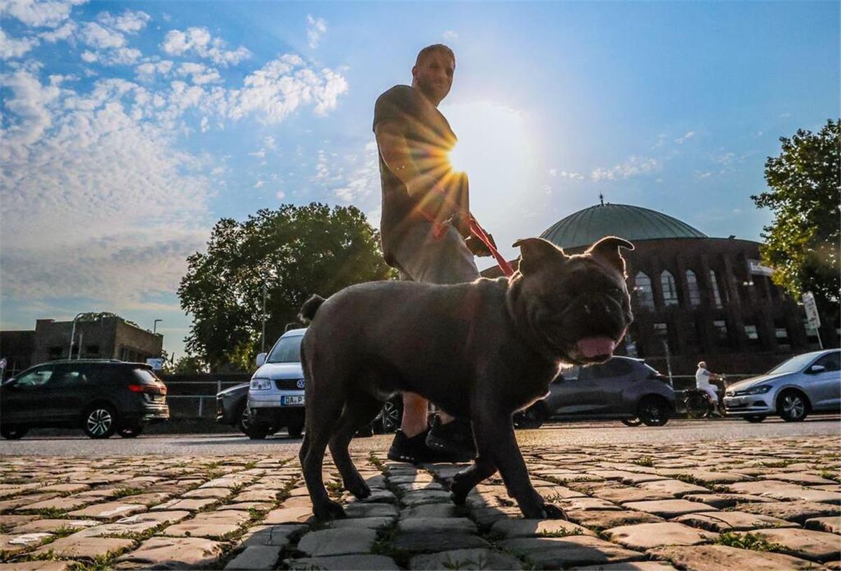 Gassigehen bei Hitze! Die besten Uhrzeiten für einen sicheren Spaziergang Ein Mann geht am Morgen mit seinem Hund in Düsseldorf spazieren.