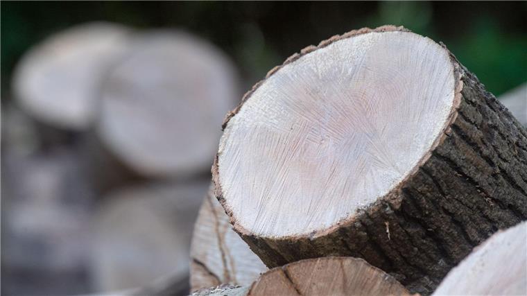 Holzdiebstähle sind in Niedersachsen zurückgegangen Holz liegt an einem Waldweg in einem Wald.