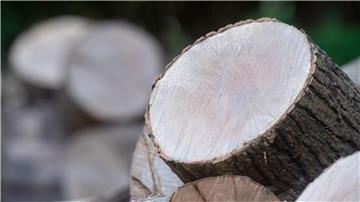 Holz liegt an einem Waldweg in einem Wald.