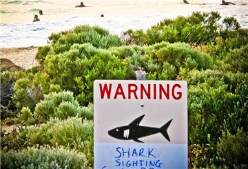 Horror am Surfspot: Surfer überlebt zweiten Haiangriff 