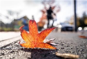 Ein Blatt auf einer Straße.