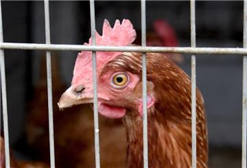 Ein Huhn im Käfig