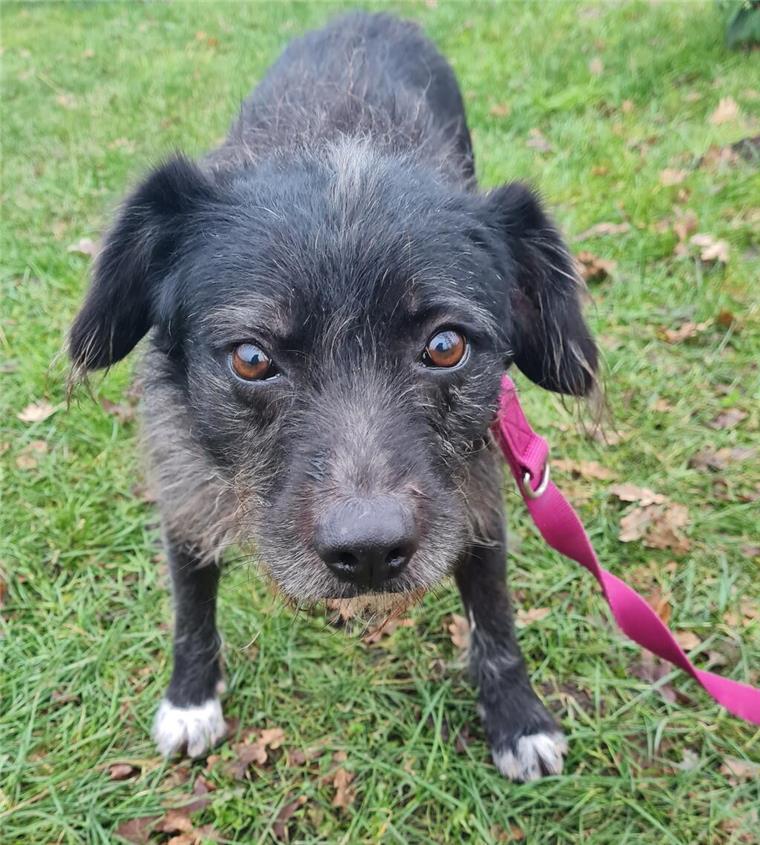 Treue Hündin Luzie wartet im Tierheim Bremerhaven auf ihr neues Zuhause mittelgroßer schwarzer Hund mit weißen Pfoten und lieben Augen