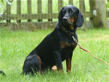 Hund Beckitt hat Rattengift gefressen und ist daran gestorben.