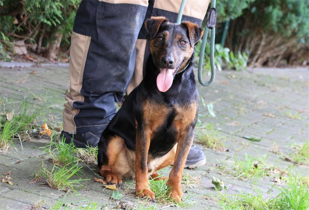 Ein Hund sitzt auf einem Gehweg.