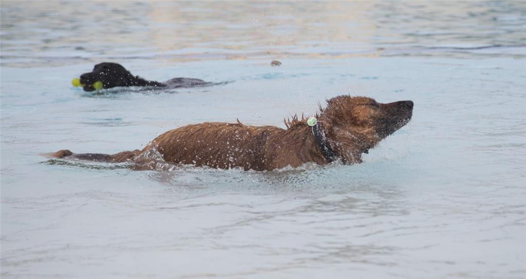 Hund-im-Freibad-Tag im Watt&apos;n Bad: So lässt es sich leben.