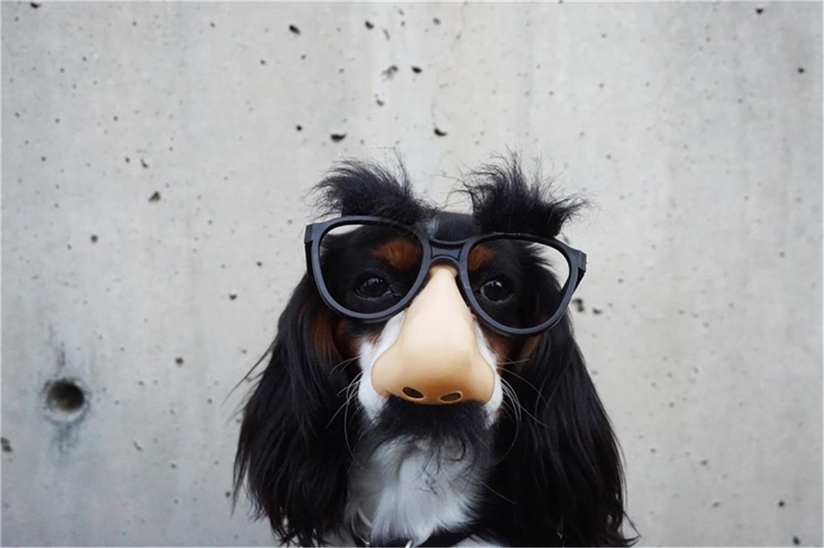 Karneval: Warum wir Norddeutsche keine Fans sind Hund mit Verkleidung – HEIN dein Norden