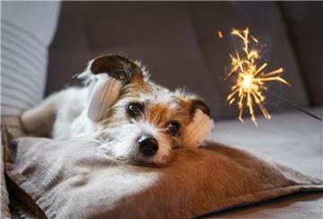 Hund Sylvester Feuerwerk Haustiere