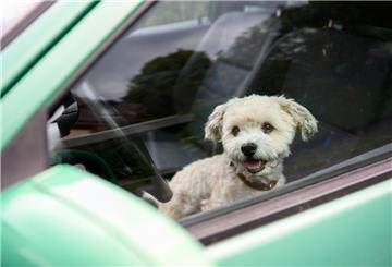 Hunde allein im Auto zu lassen, ist bei hohen Temperaturen eine schlechte Idee.