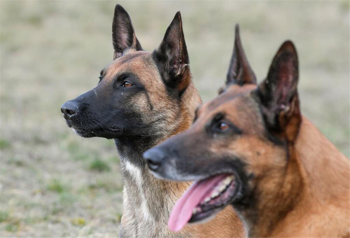 Zwei Hunde