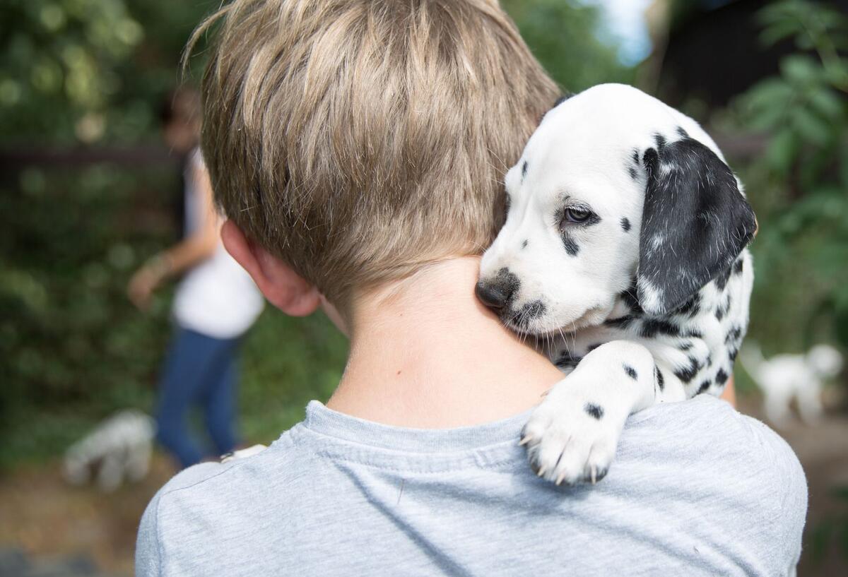 Wenn Täuschung zur Strategie wird: So schlau sind unsere Hunde wirklich Ein Junge hält ein Hundewelpe auf dem Arm.