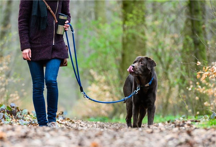 Hunde müssen jetzt an
die Leine Hunde gehören jetzt an die Leine.