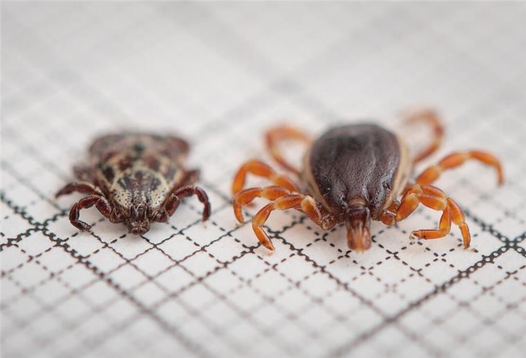 ARCHIV - 12.06.2019, Baden-Württemberg, Stuttgart: Eine Hyalomma rufipes (r) (Männchen) Zecke liegt neben einer Auwaldzecke der Gattung Buntzecken (Dermacentor reticulatus, Männchen) auf einem Millimeterpapier. (zu dpa: «Exotische Zecken breiten sich in Hessen aus») Foto: Fabian Sommer/dpa +++ dpa-Bildfunk +++