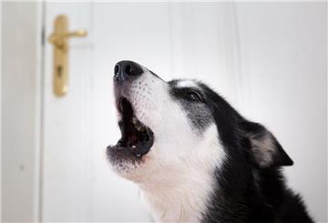 Hunde können gut allein bleiben – wenn man sie langsam daran gewöhnt. Technik und feste Rituale helfen zusätzlich.