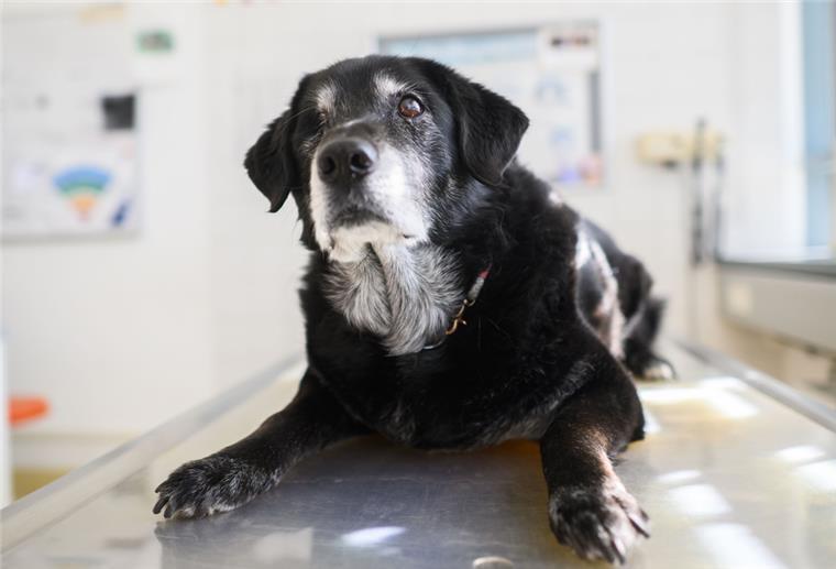 Älterer Hund