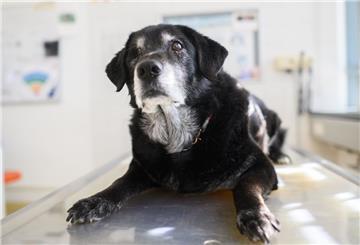 Älterer Hund