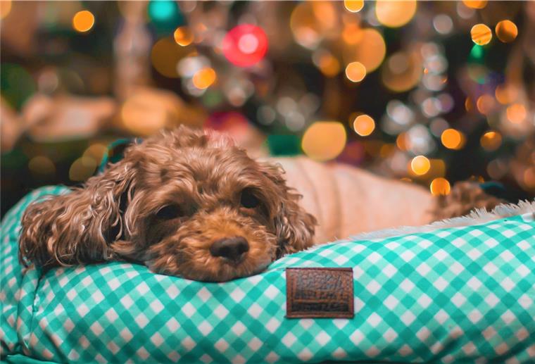 Hunde sind unterm Weihnachtsbaum besonders häufig zu finden. Aber auch Exotische Tiere werden regelmäßig verschenkt.