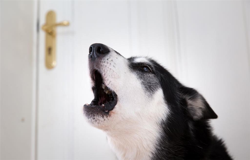 Hunde: Das Celler Amtsgericht untersagt 2002 einer Hundehalterin in Wietze (Niedersachsen) die Haltung von 15 Cockerspaniels. Damit wehrte sich ein Nachbar erfolgreich gegen das häufig kläffende Rudel in dem Wohngebiet. Die Frau durfte nur noch drei Hunde halten und musste nachts sowie in der Mittagszeit für Ruhe sorgen.