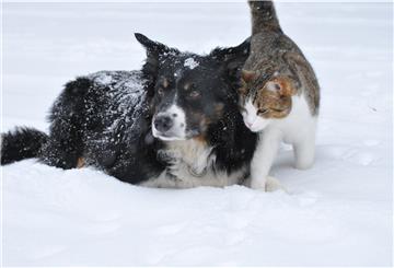 Hunde und Katzen machen den Löwenanteil bei den Tieren aus, deren Besitzer der Tiersuchdienst Wesermarsch 2020 gesucht hat.