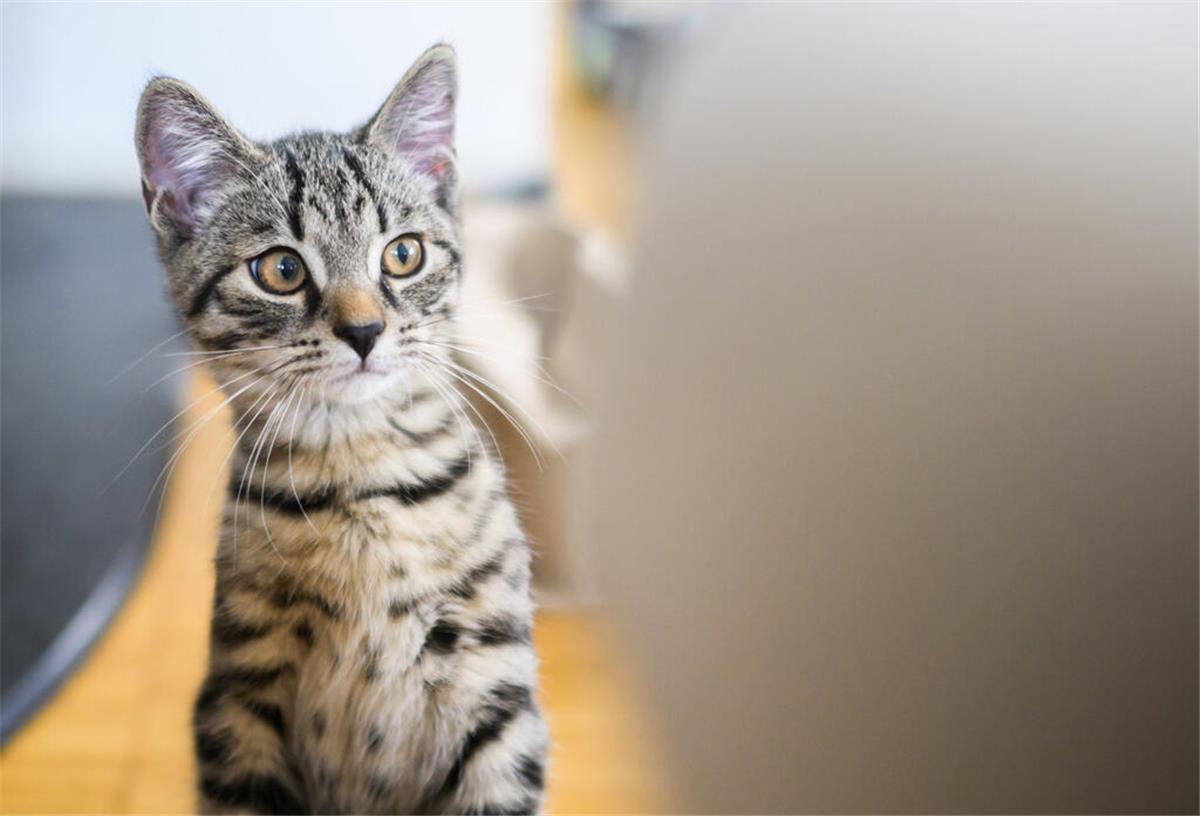 Warum gibt es eigentlich keine Katzensteuer? Eine junge Katze