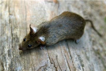 Hundebesitzer haben tote Ratten am Sandstedter Deich entdeckt.