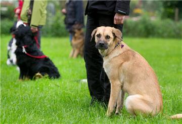 Für den Hundeführerschein: Hundehalter führen ihre Hunde an der Leine. 