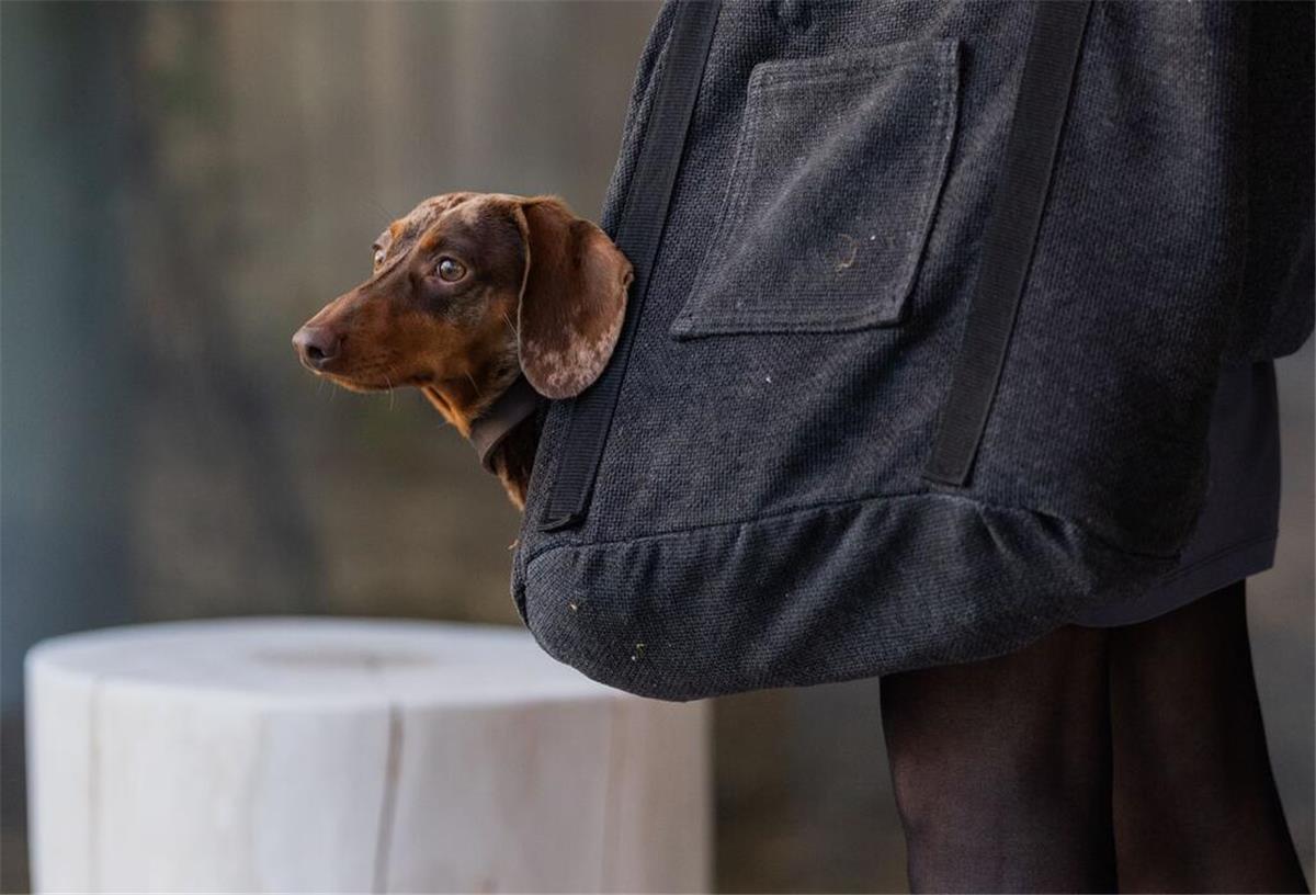 Hundesteuer auf Rekordhoch – So teuer ist dein Vierbeiner wirklich Zwergkurzhaardackel Goethe steckt beim Besuch im neuen Affenpark im Krefelder Zoo in einer Tasche.
